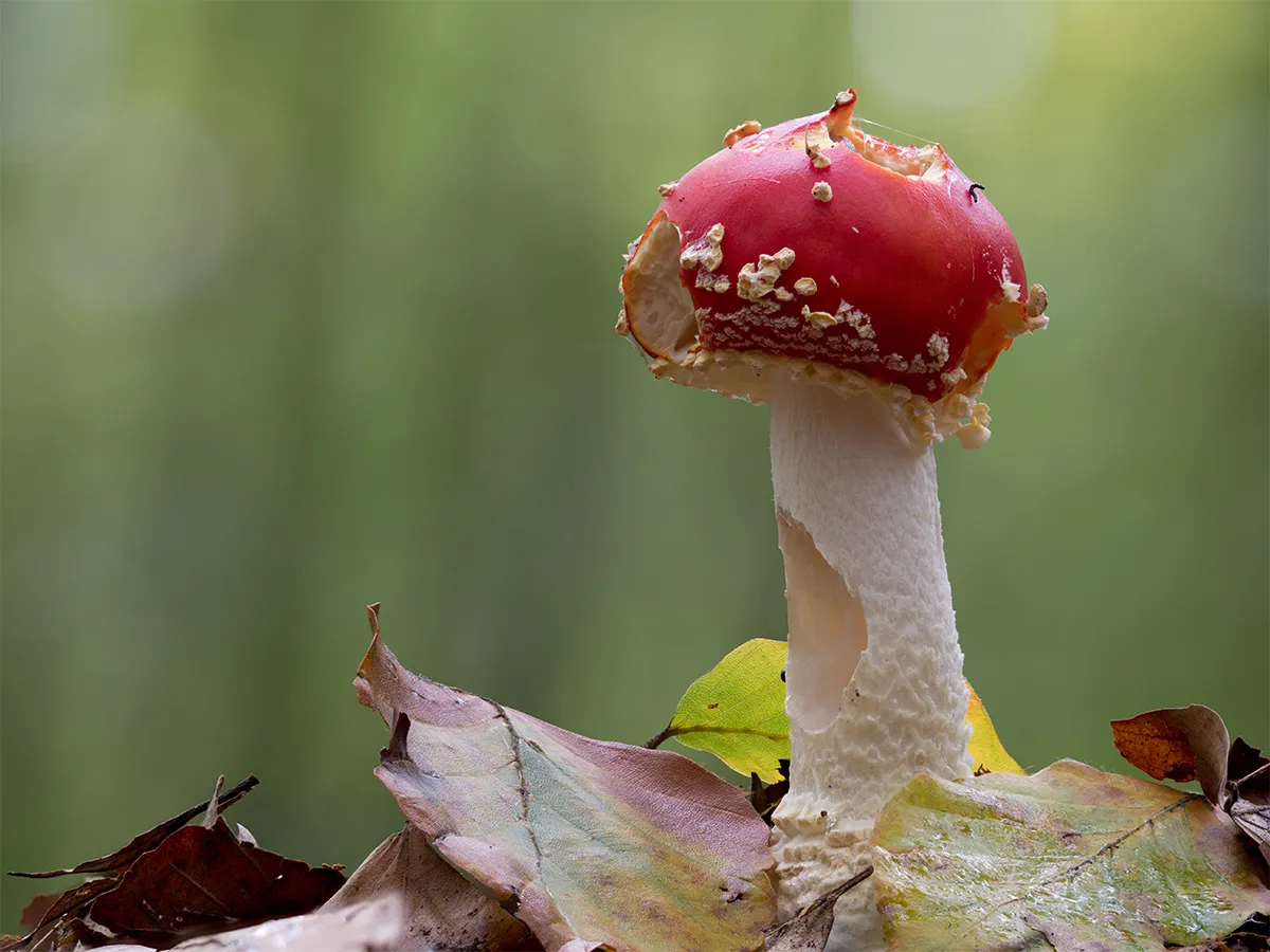 Fly Agaric 17
