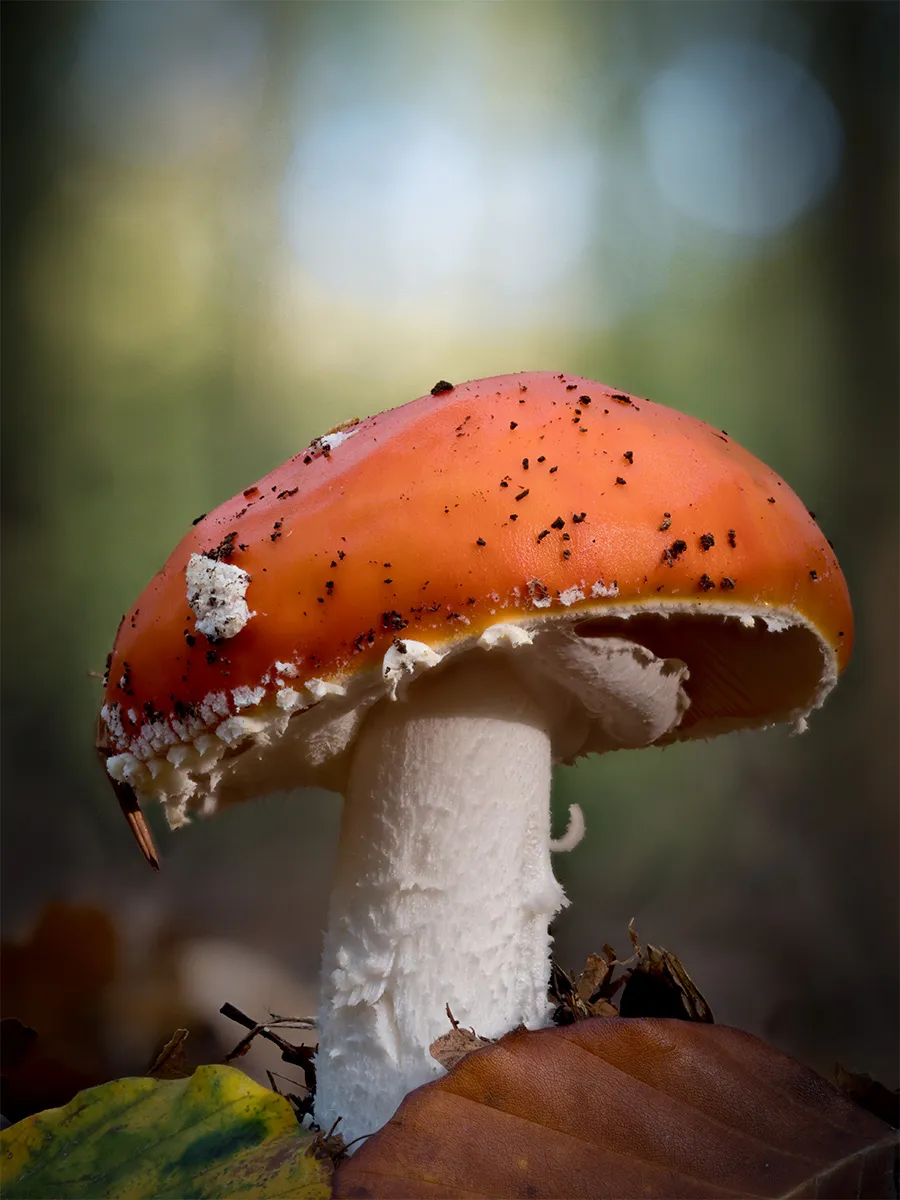 Fly Agaric 19
