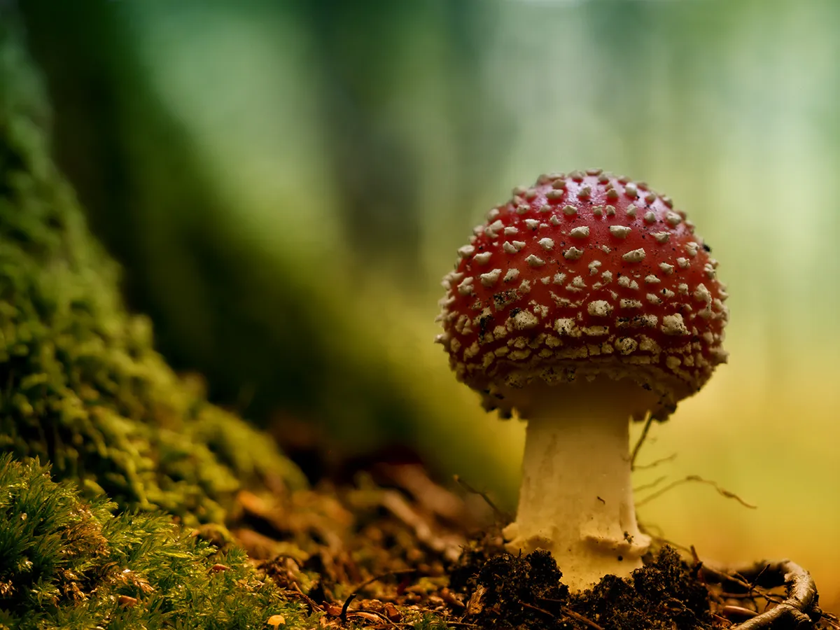 Fly Agaric 2