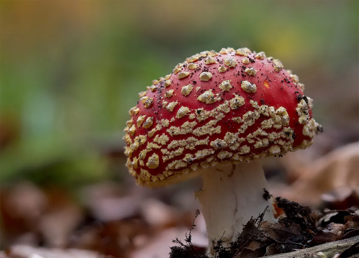 Fly Agaric 21