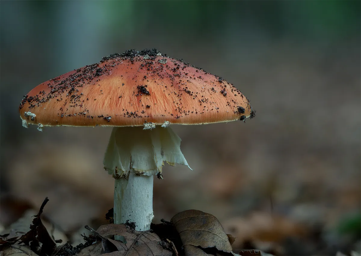 Fly Agaric 23