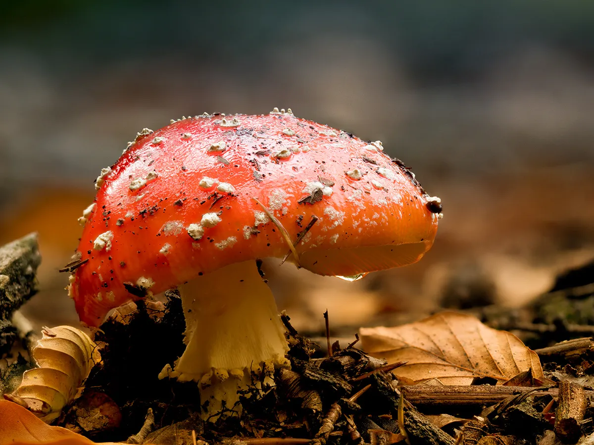 Fly Agaric 25