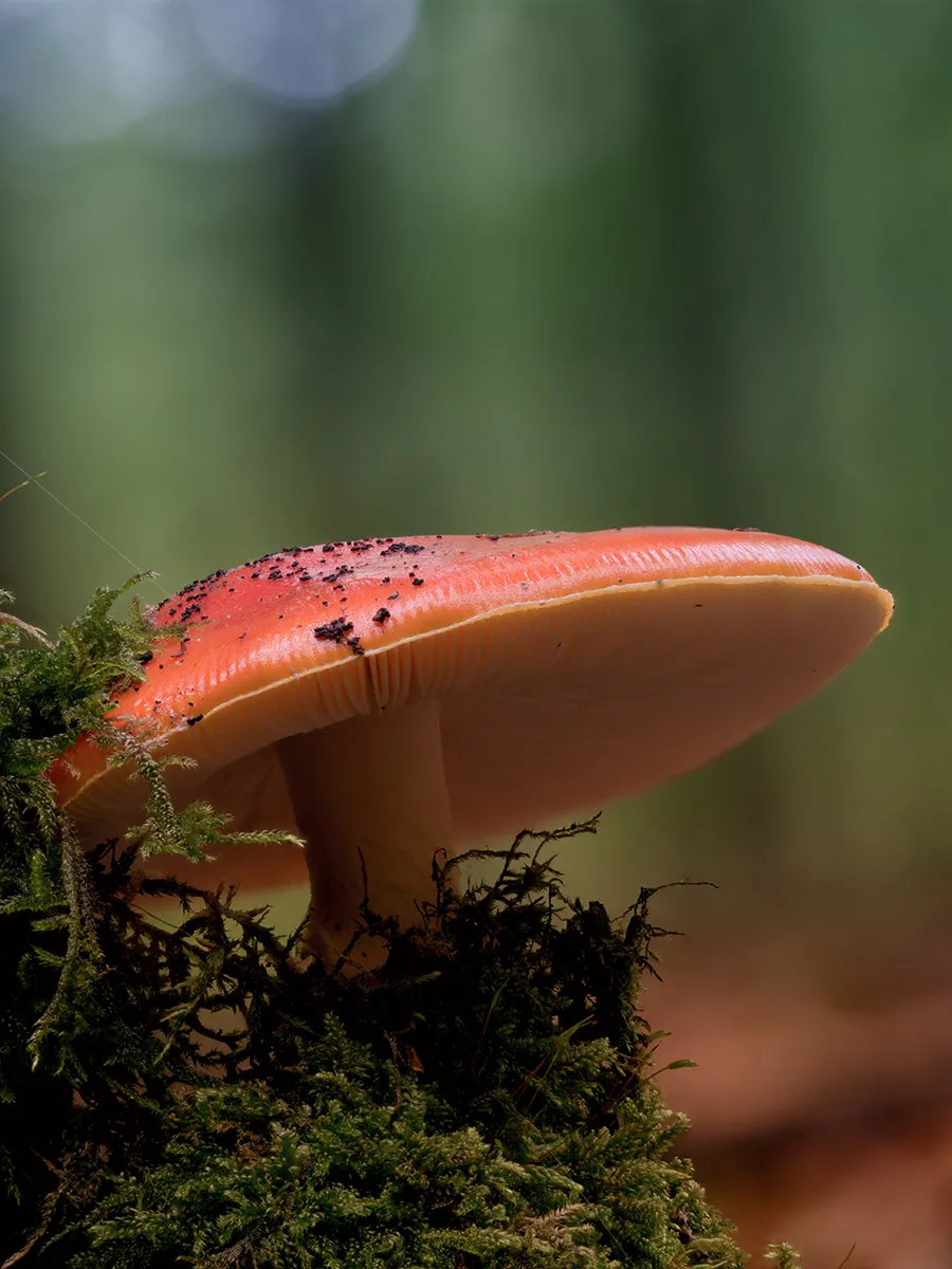 Fly Agaric 26