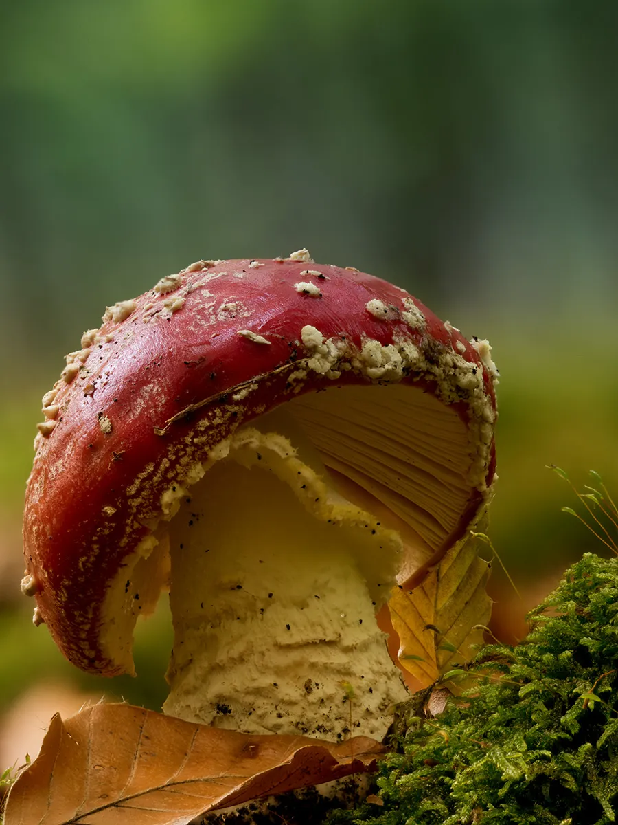 Fly Agaric 27