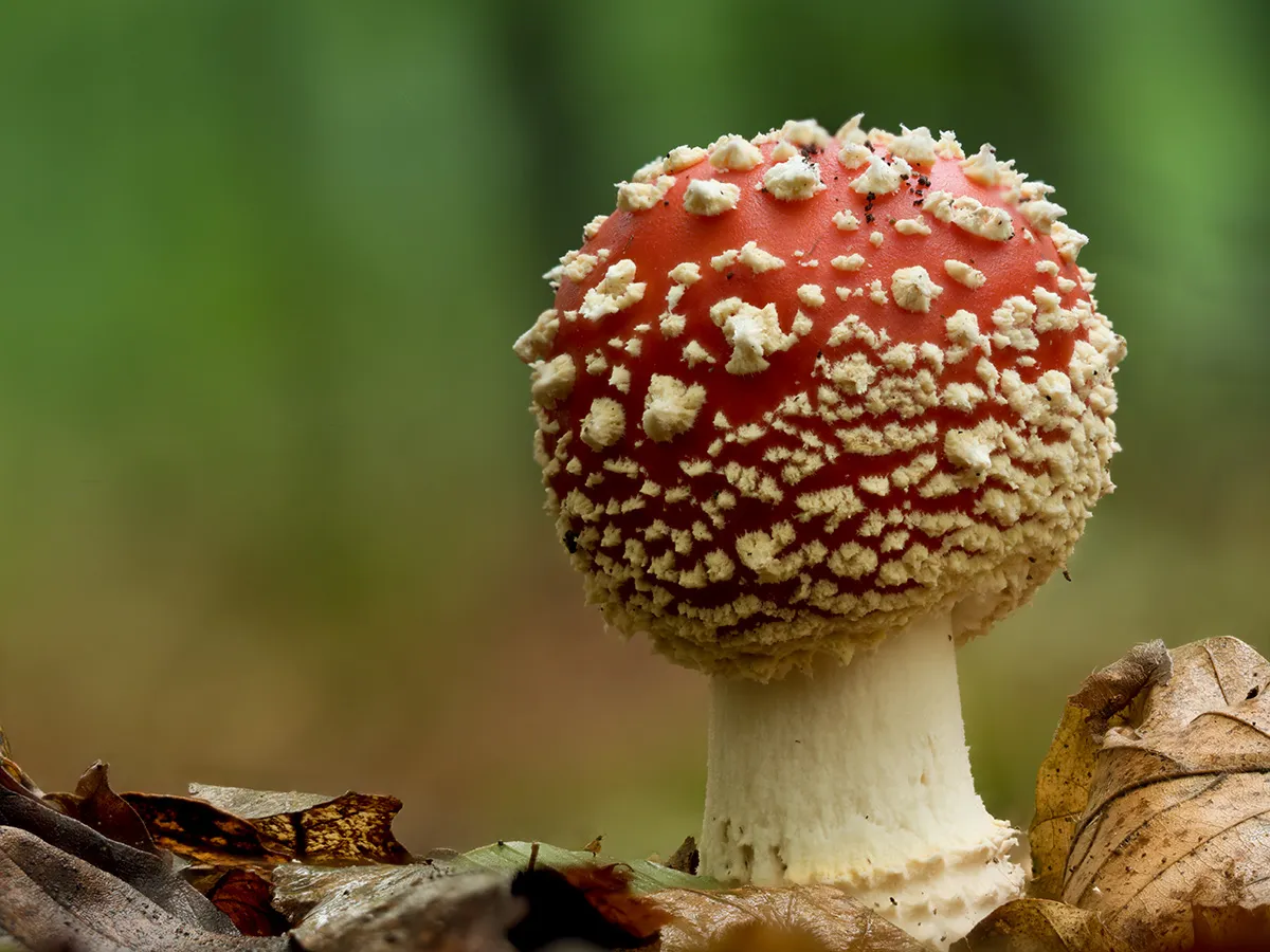 Fly Agaric 28
