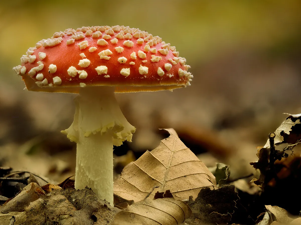 Fly Agaric 3