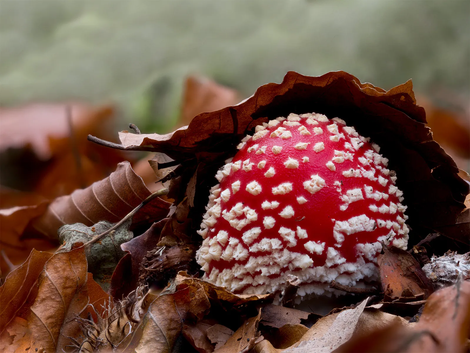 Fly Agaric 4