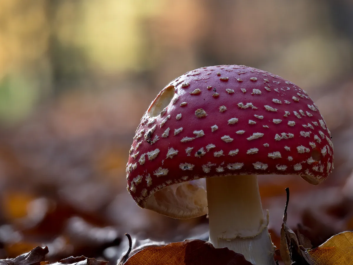 Fly Agaric 7