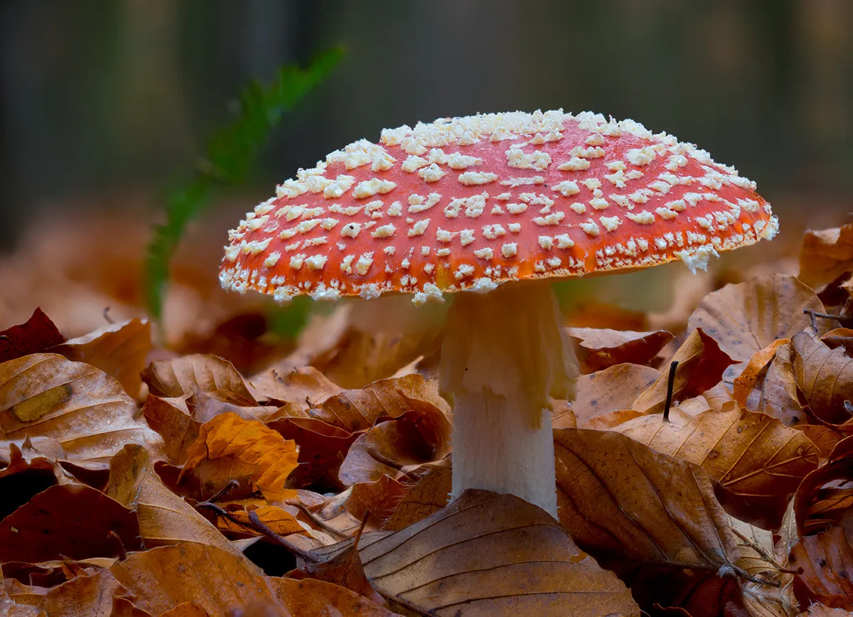 Fly Agaric 8