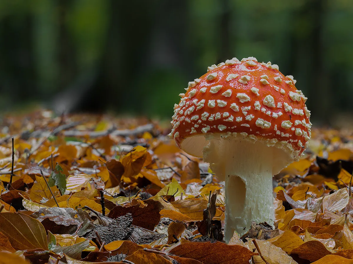 Fly Agaric 9