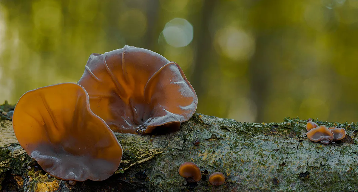 Jelly Ear 11
