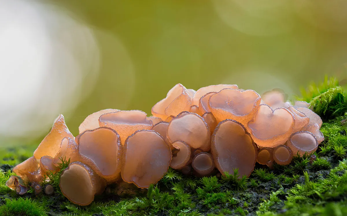 Jelly Ear 17