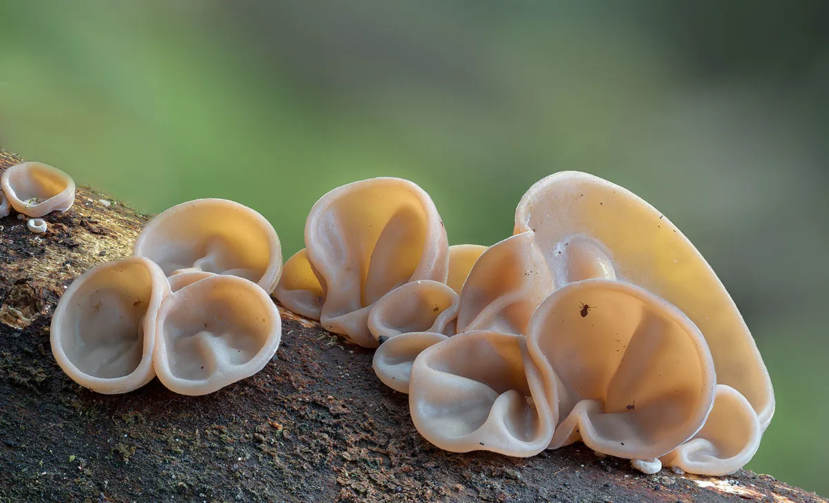 Jelly Ear 18