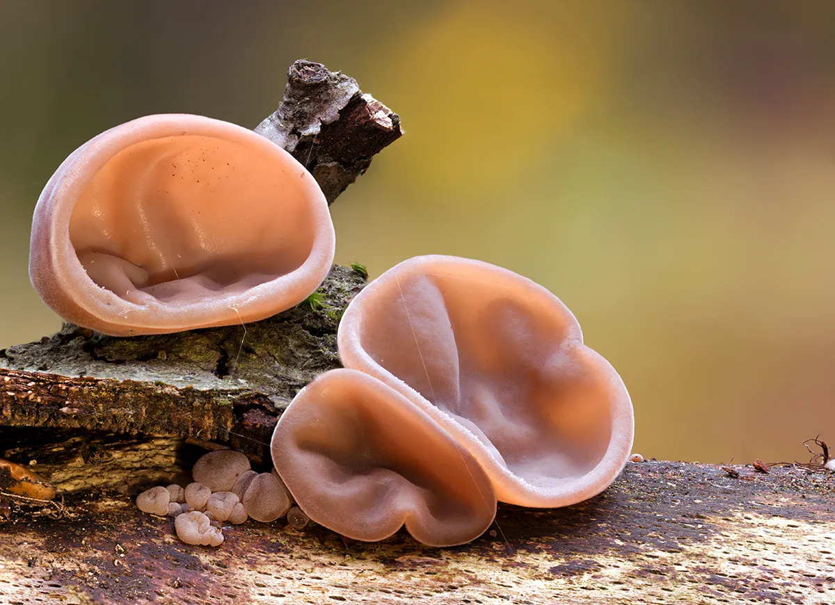 Jelly Ear 19