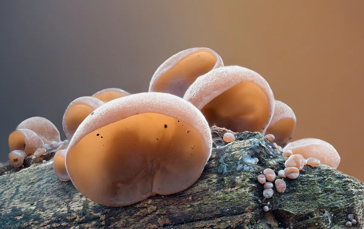 Jelly Ear 2