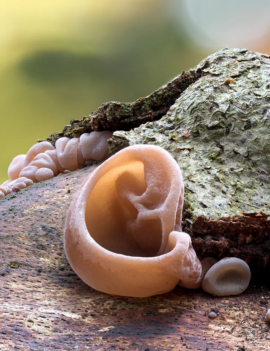 Jelly Ear 20