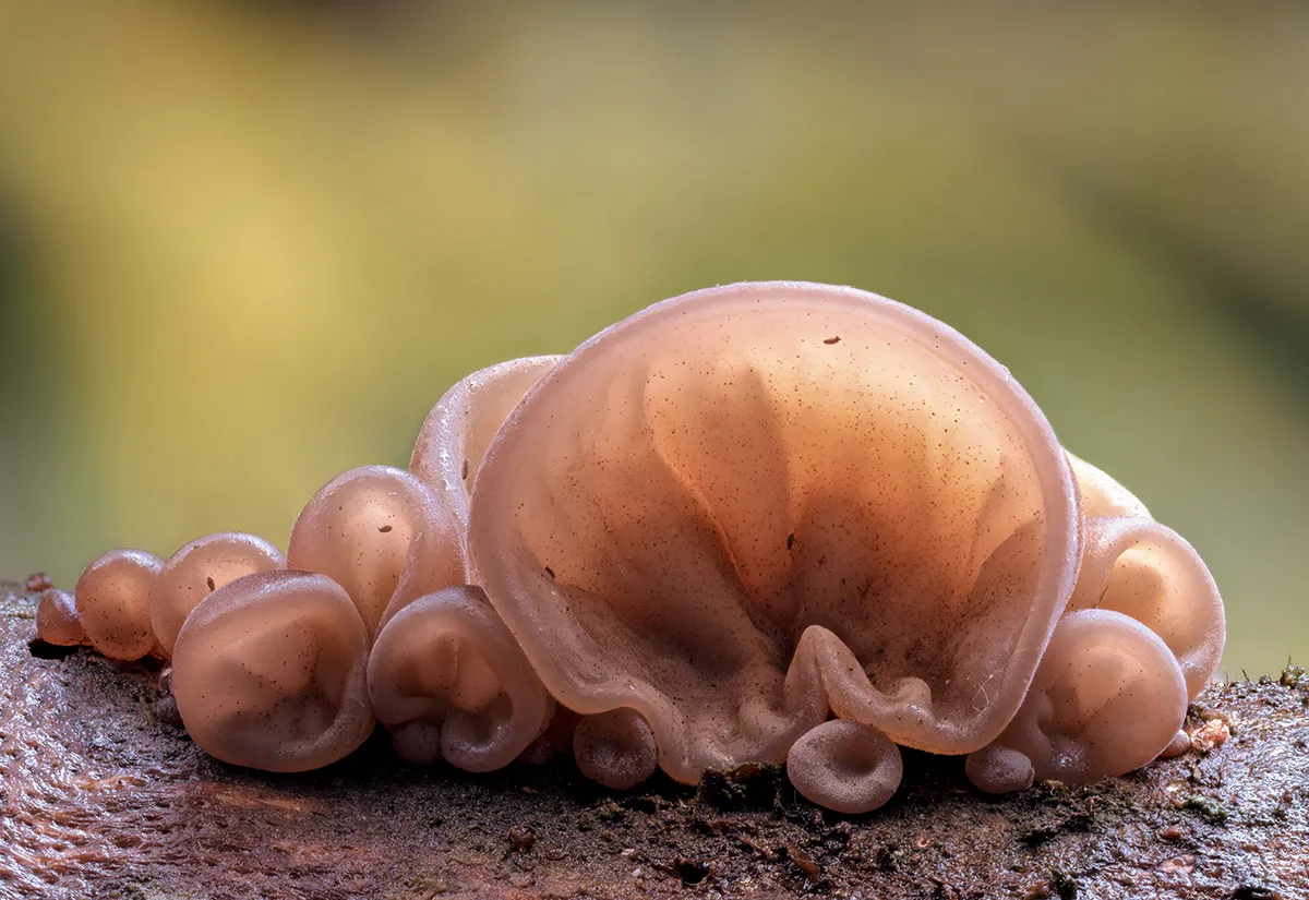Jelly Ear 21
