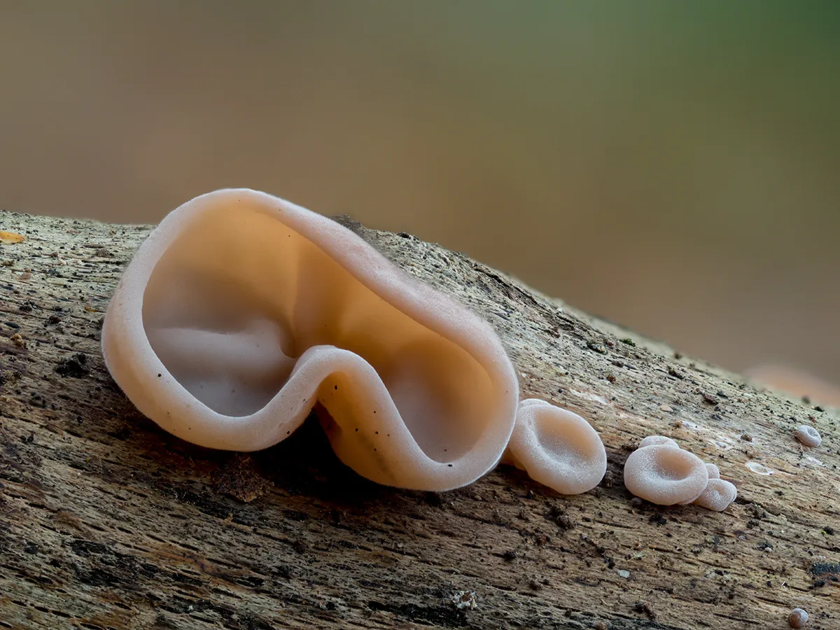 Jelly Ear 22