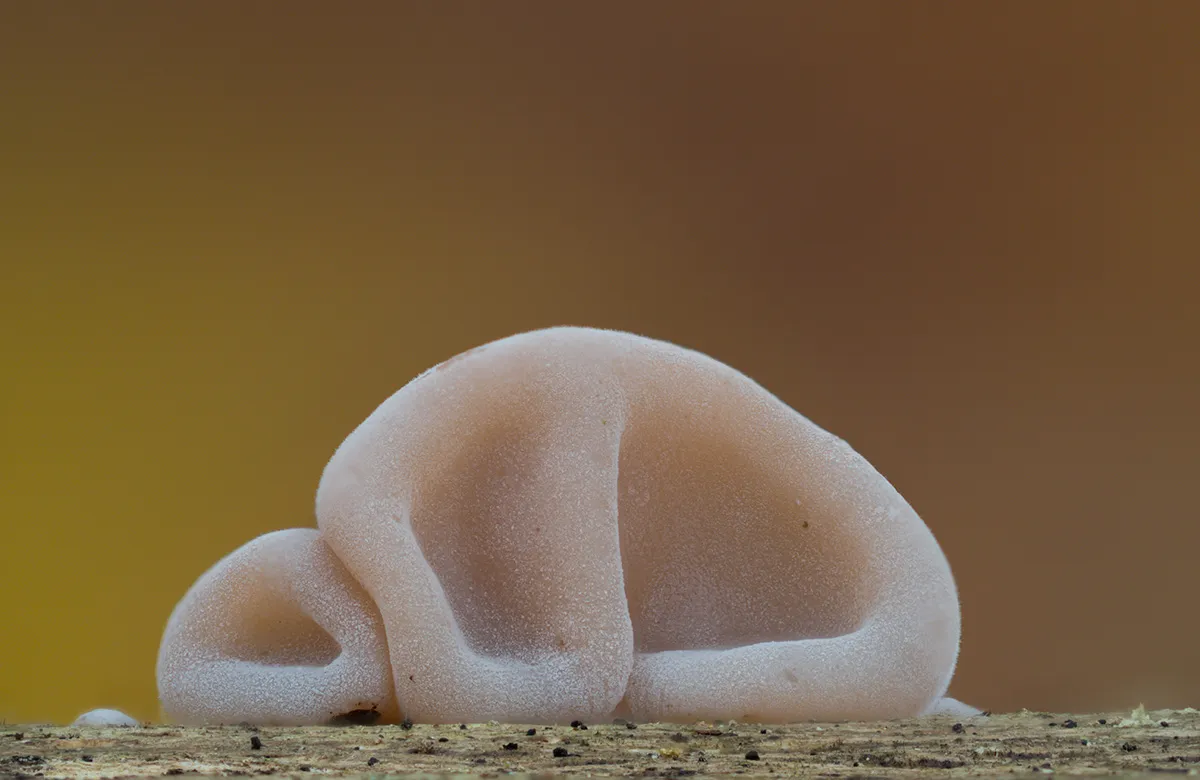 Jelly Ear 23