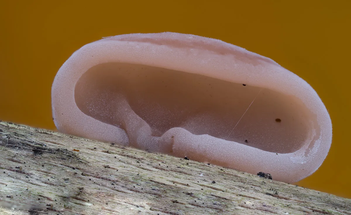 Jelly Ear 25