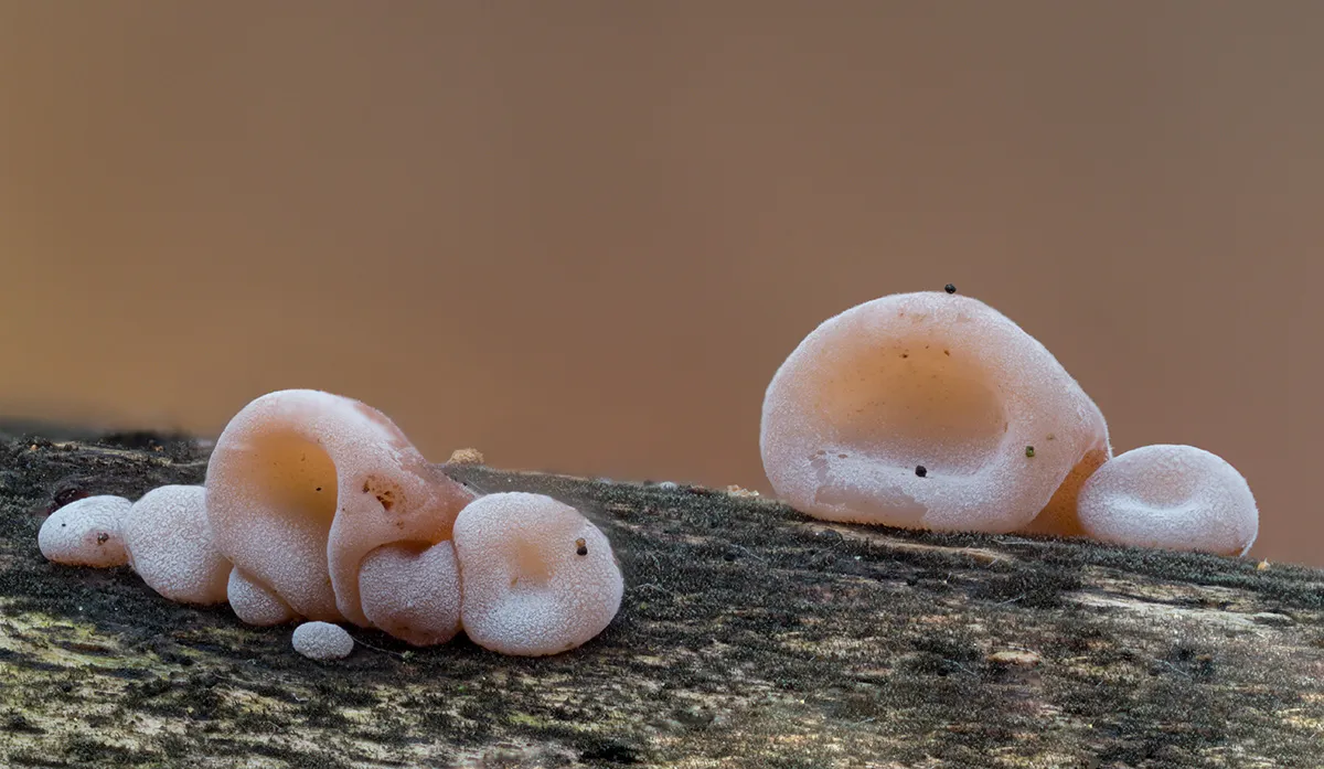 Jelly Ear 26