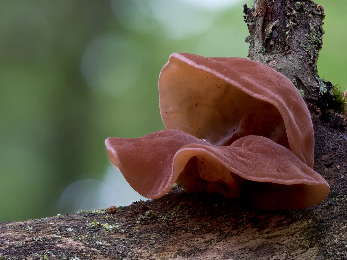 Jelly Ear 27
