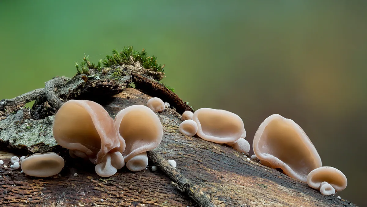 Jelly Ear 28