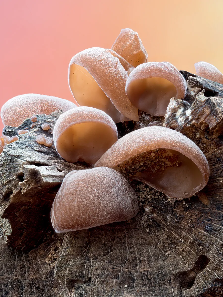 Jelly Ear 3