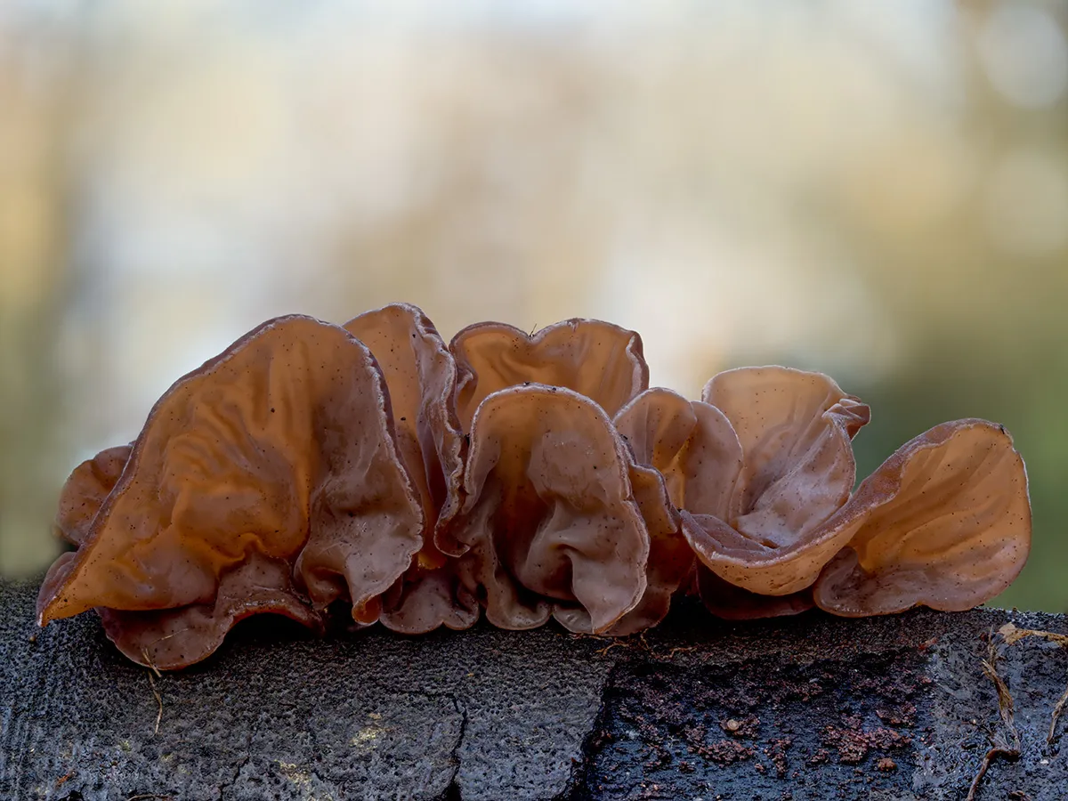 Jelly Ear 6