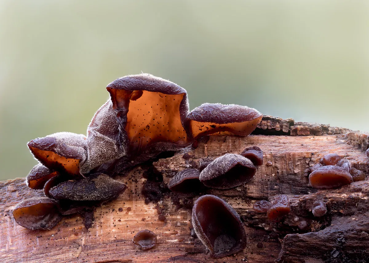 Jelly Ear 7