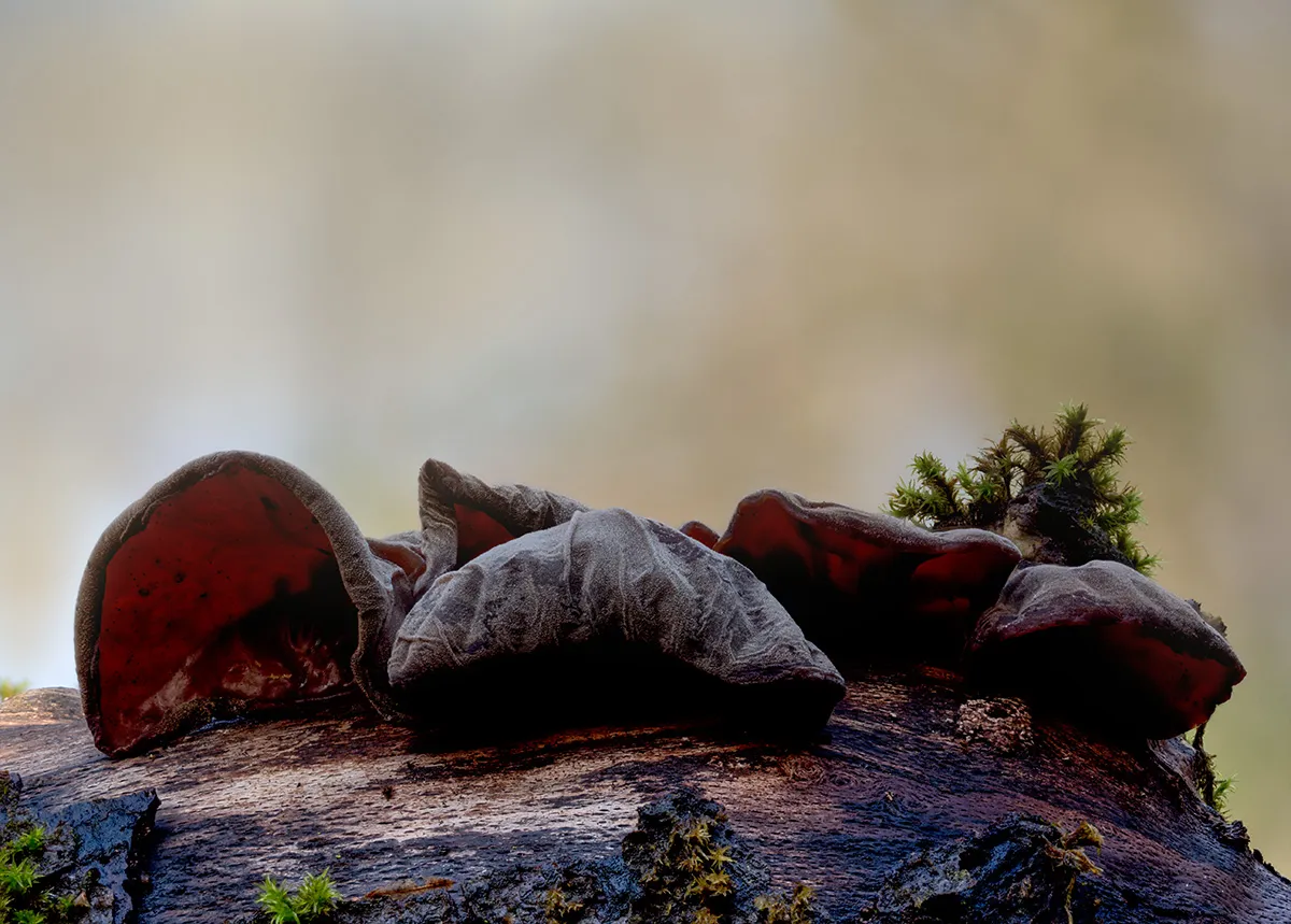 Jelly Ear 9