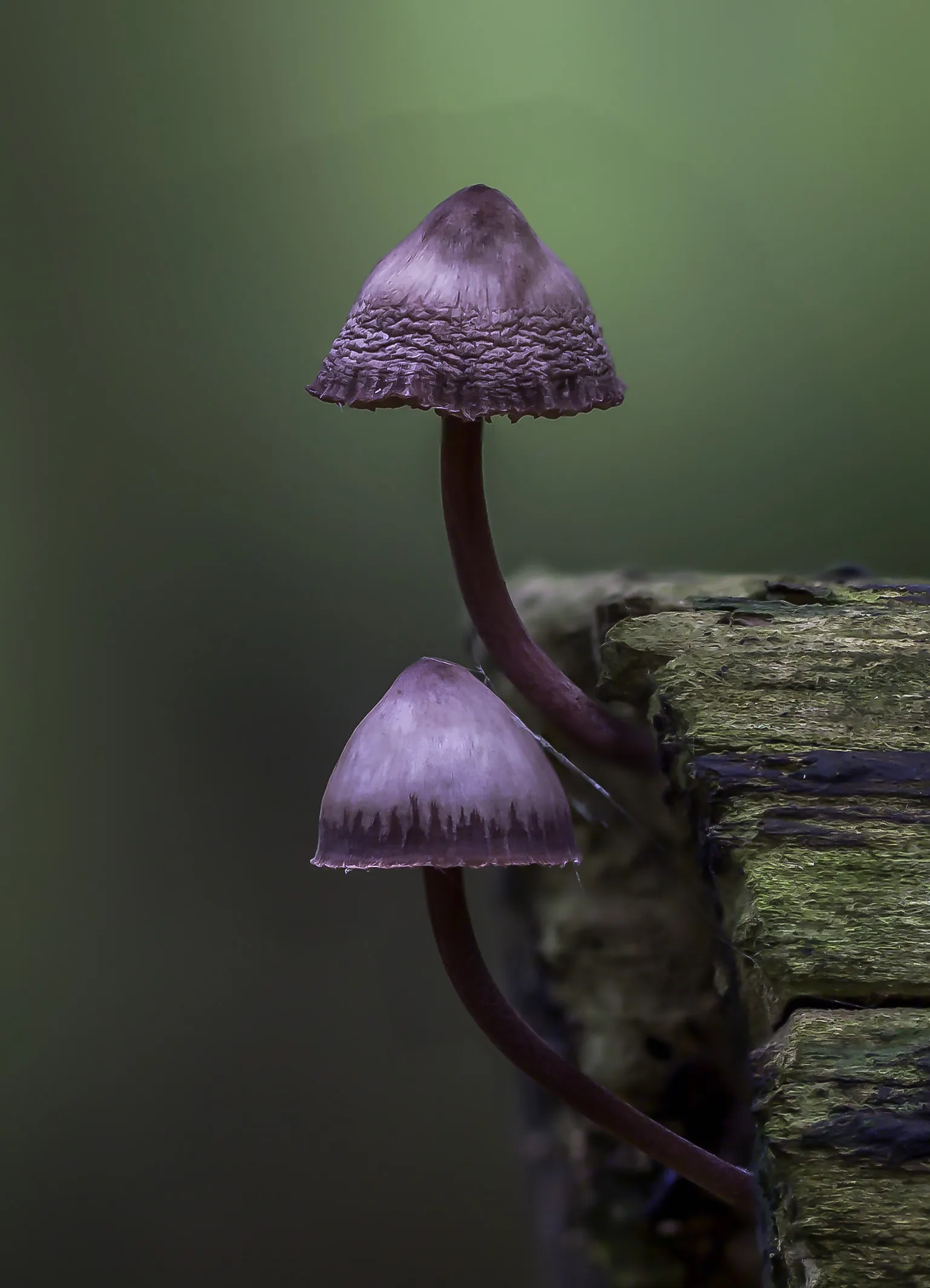 Mycena 2017 1