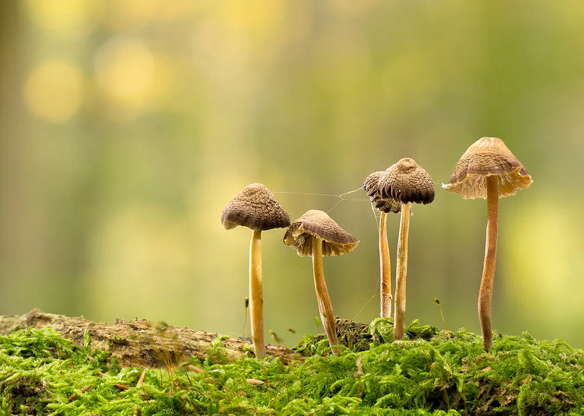 Mycena 2017 10