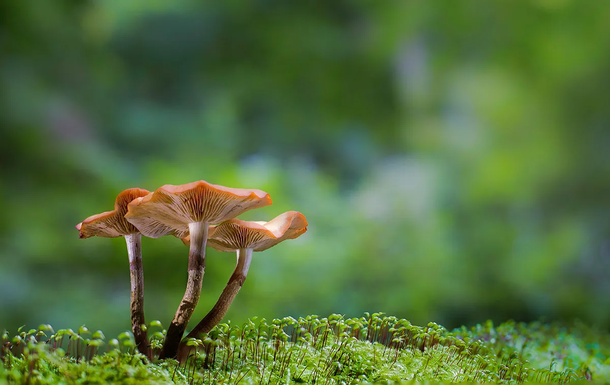 Mycena 2017 3