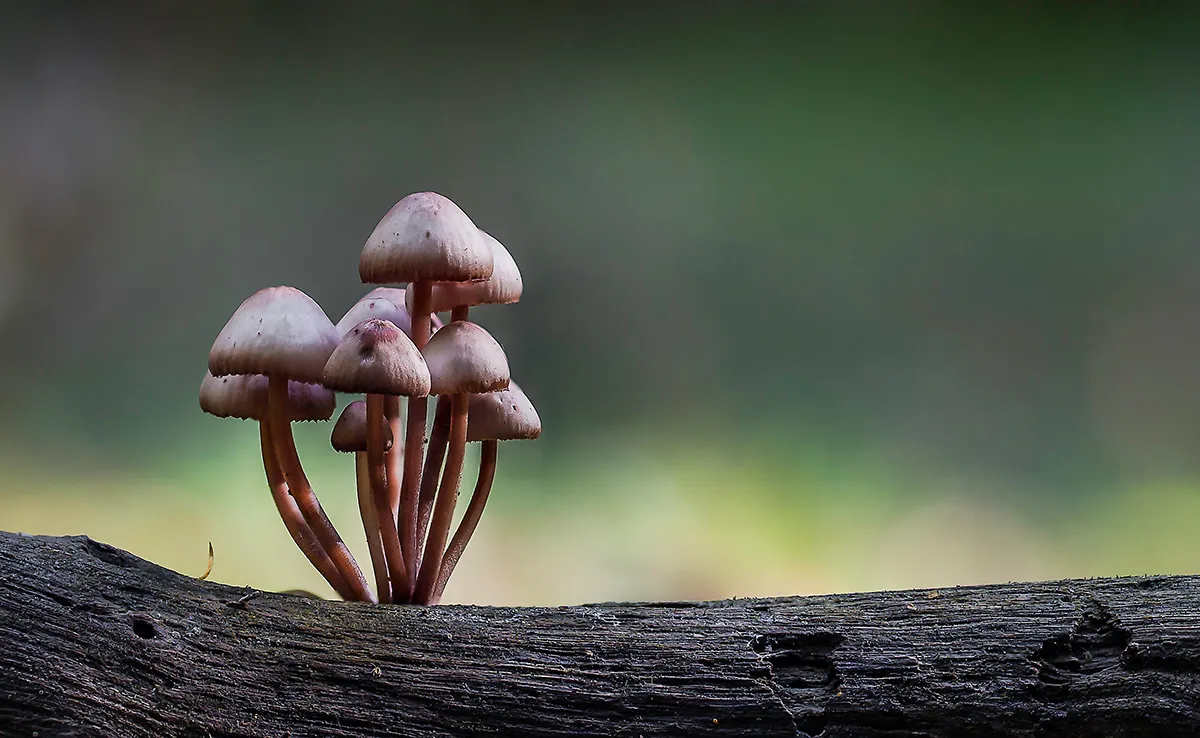 Mycena 2017 4