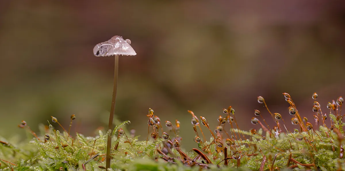 Mycena 2017 7
