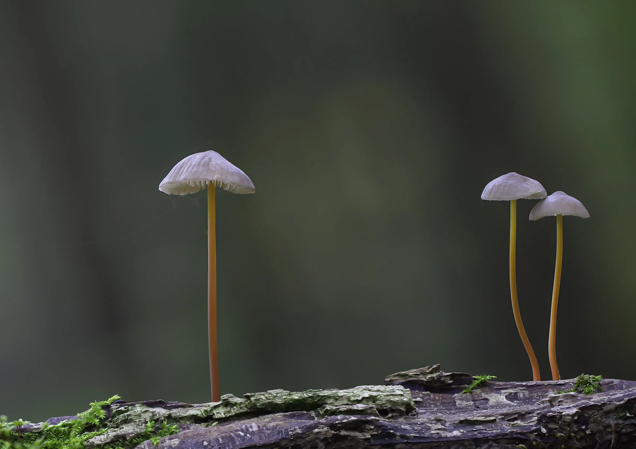 Mycena 2017 8