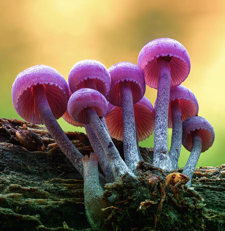 Mycena 2018 1