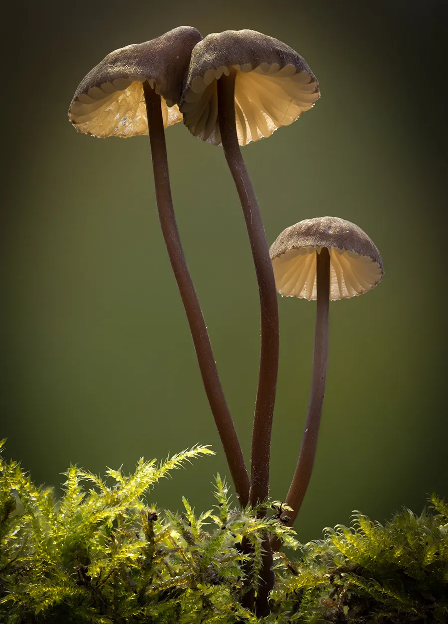 Mycena 2018 3