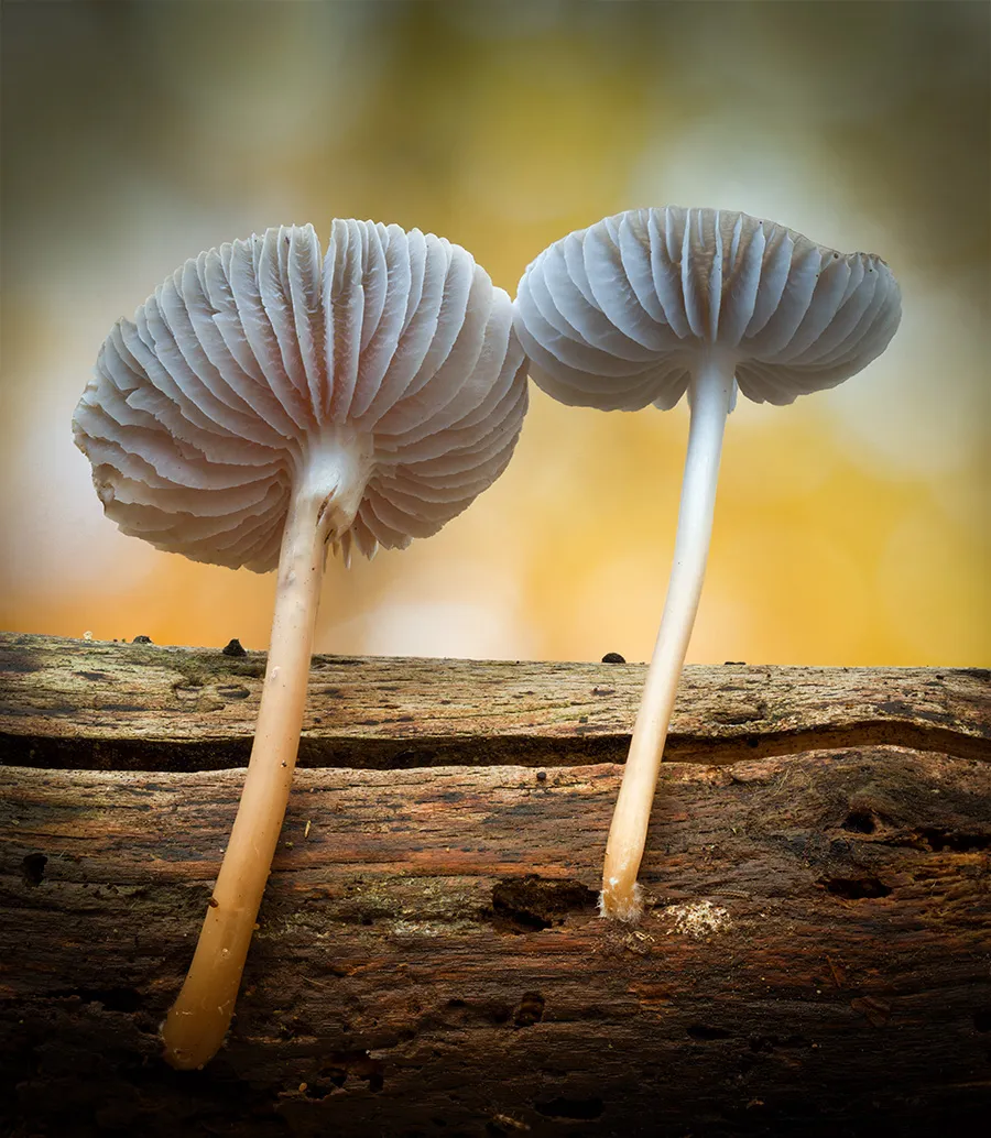 Mycena 2018 5