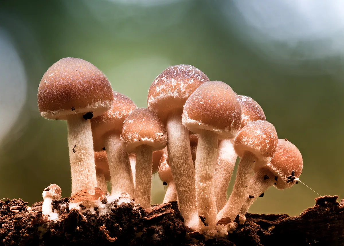 Mycena 2018 7