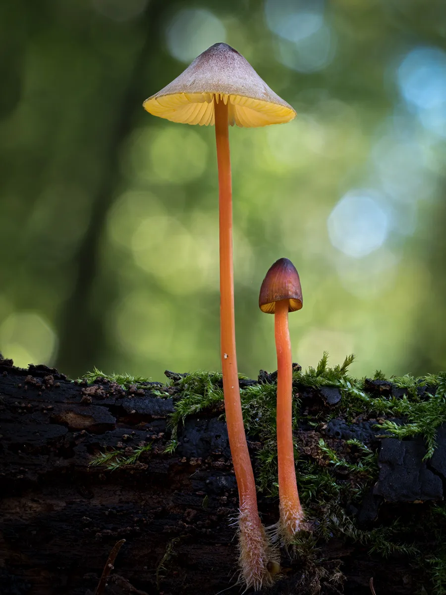 Mycena 2018 8