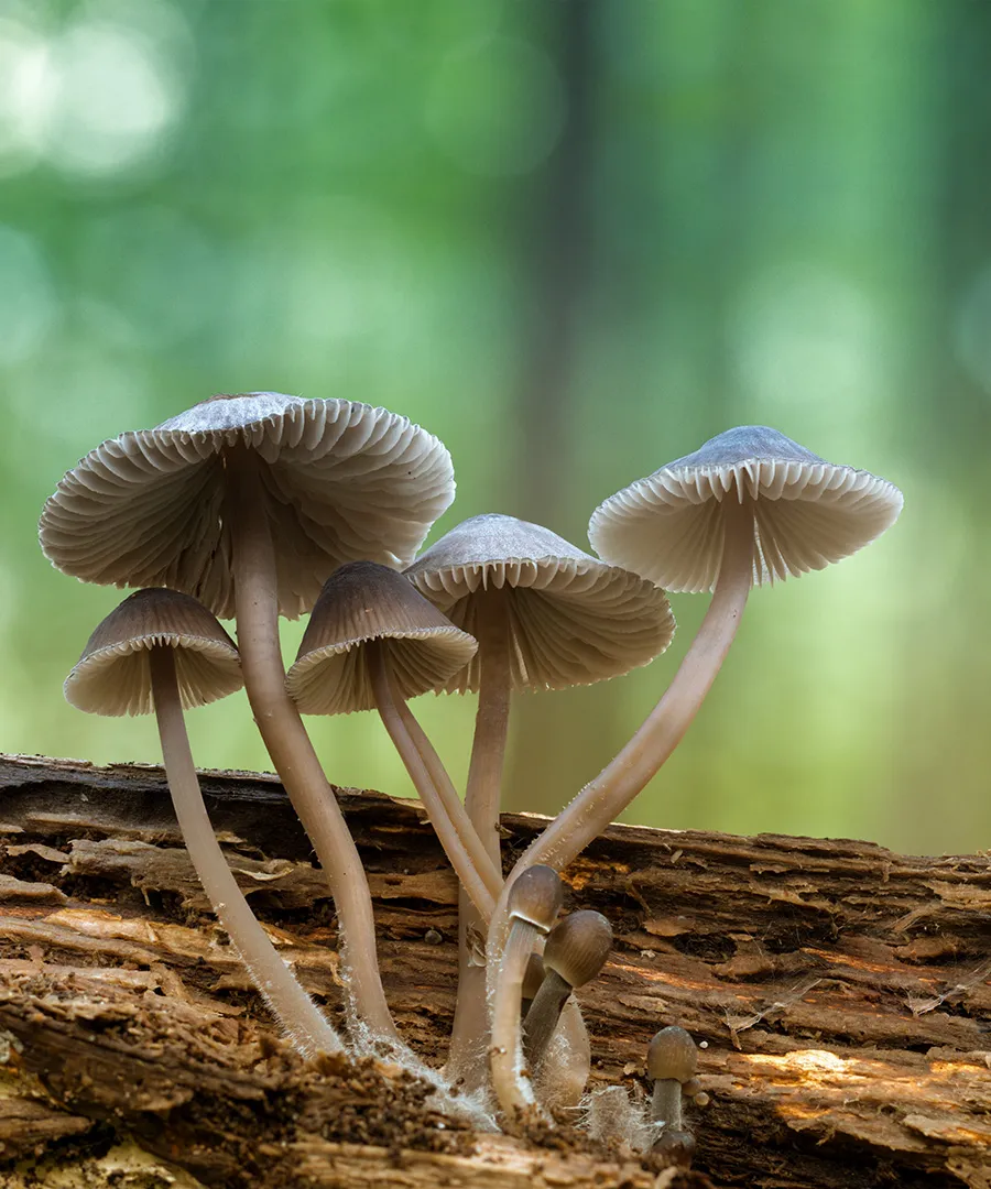 Mycena 2018 9