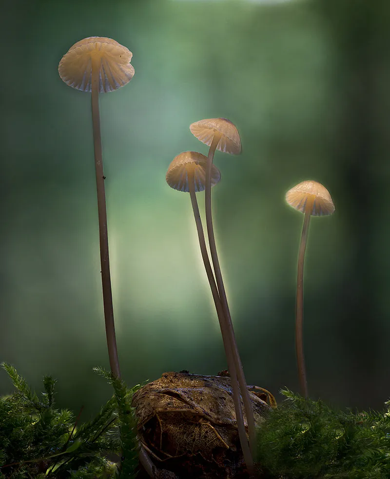 Mycena 2019 11