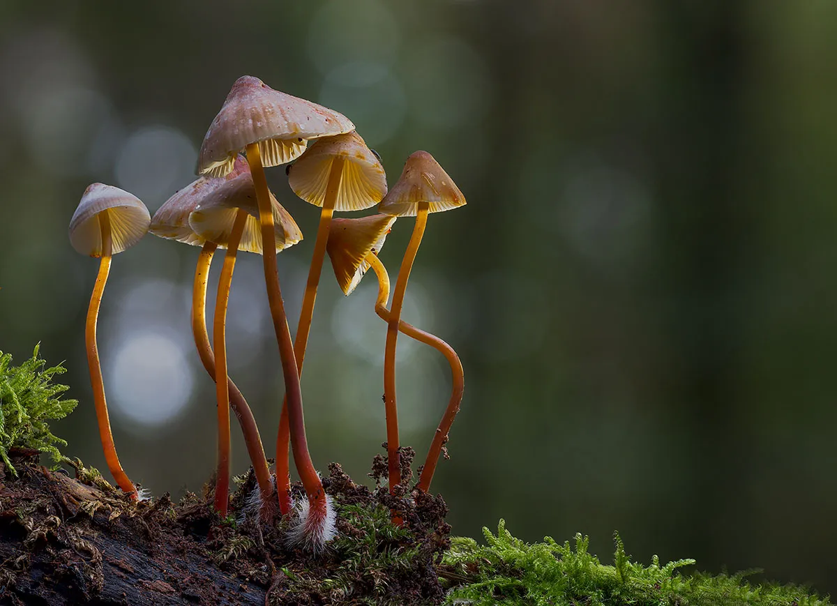 Mycena 2019 12