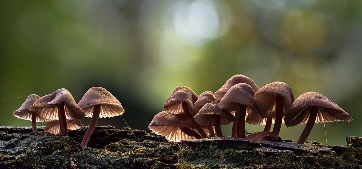 Mycena 2019 13