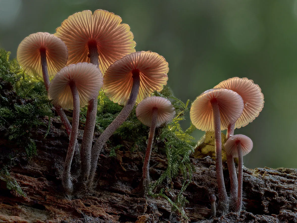 Mycena 2019 2