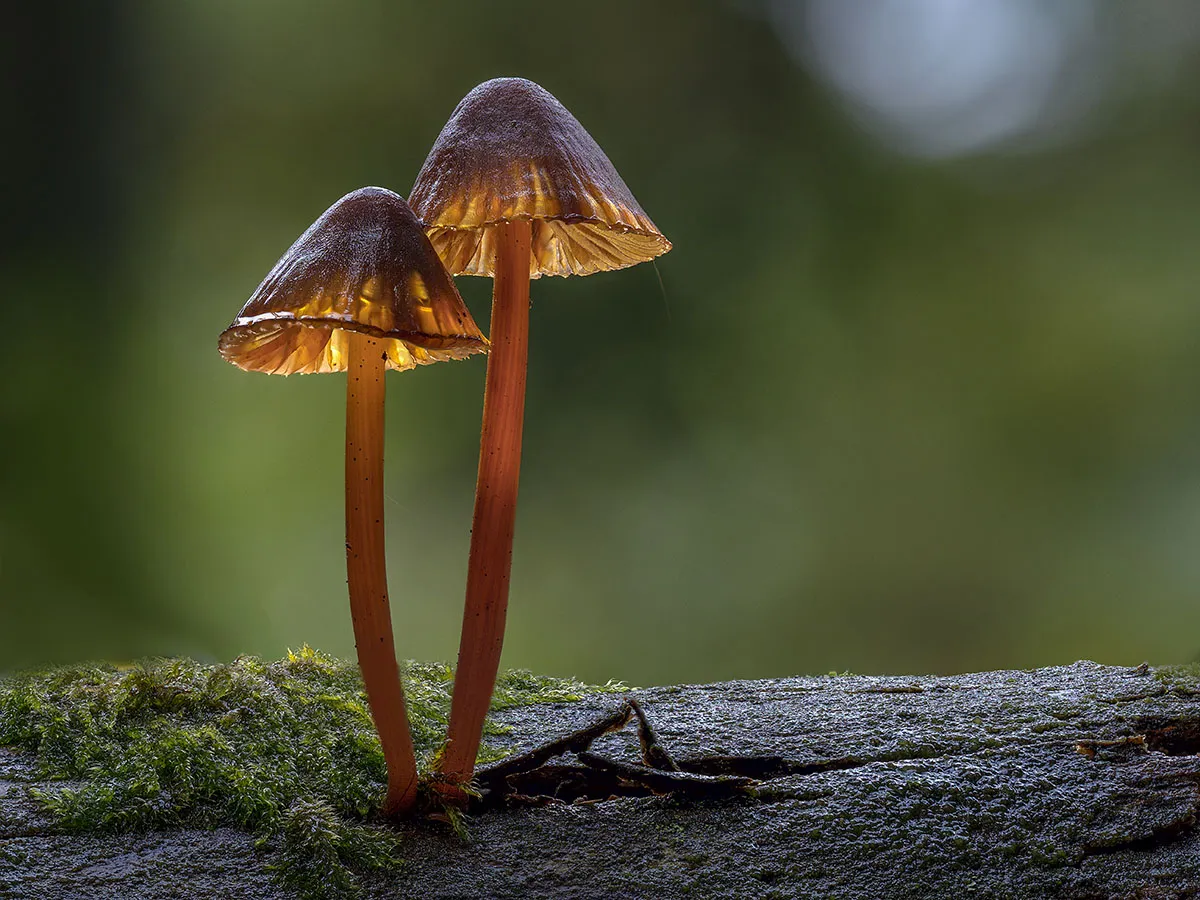 Mycena 2019 3