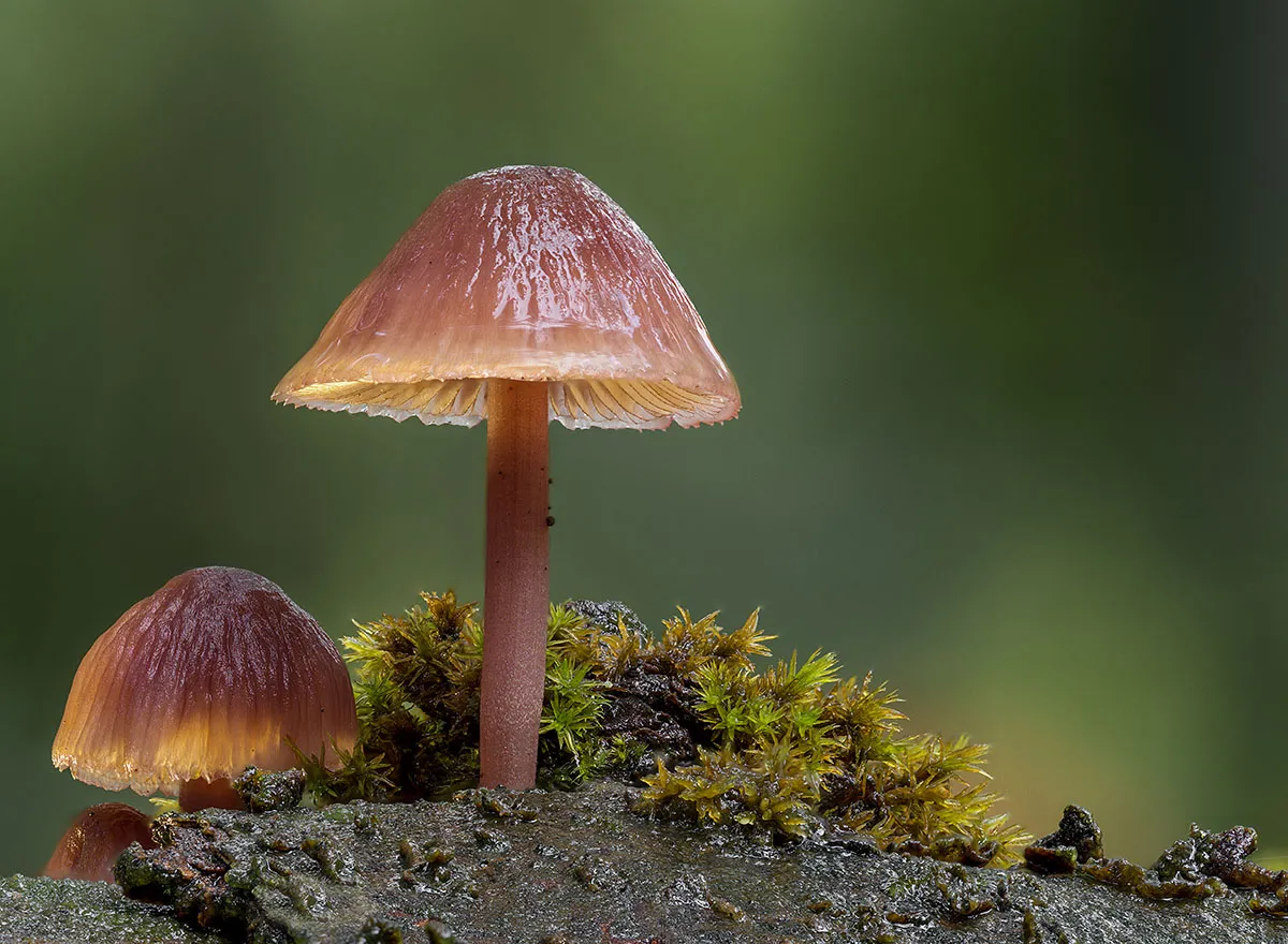 Mycena 2019 4