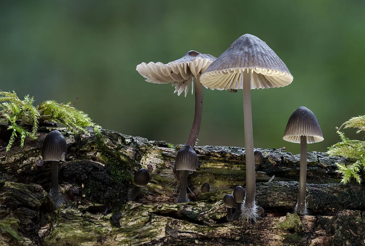 Mycena 2019 5